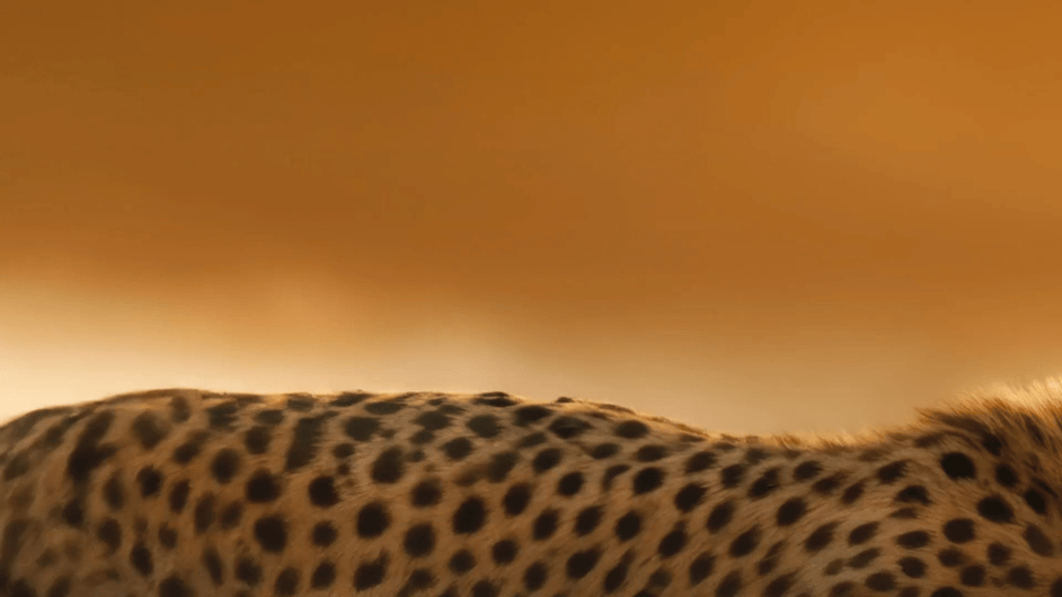 Cheetah